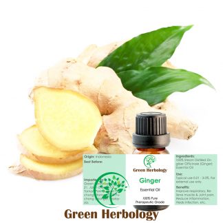 Ginger Essential Oil Pure Therapeutic Grade, 10ml