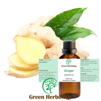 Ginger Essential Oil Pure Therapeutic Grade, 50ml