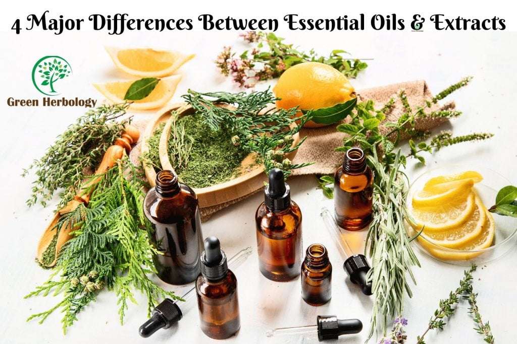Difference between essential oils &; extracts